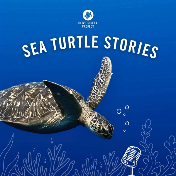 Artwork for Sea Turtle Stories
