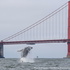 Sentinels of the Sea