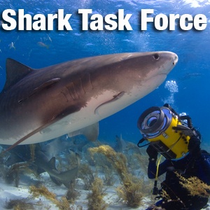 Artwork for Shark Task Force