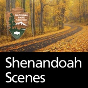 Artwork for Shenandoah Scenes