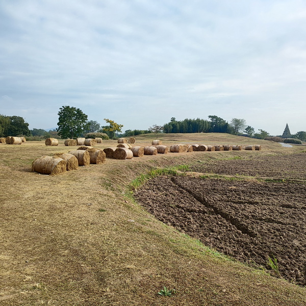 Artwork for 生命哲学