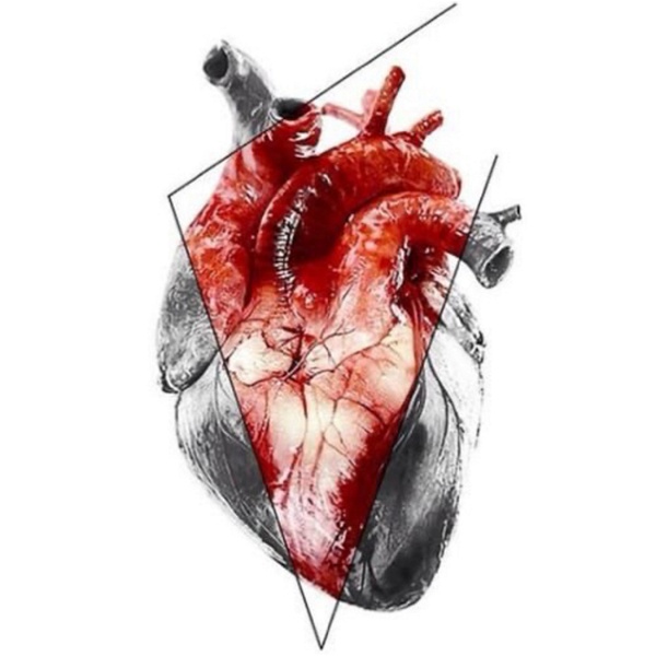 Artwork for Sistema Cardiovascular
