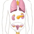 SISTEMA ENDOCRINO