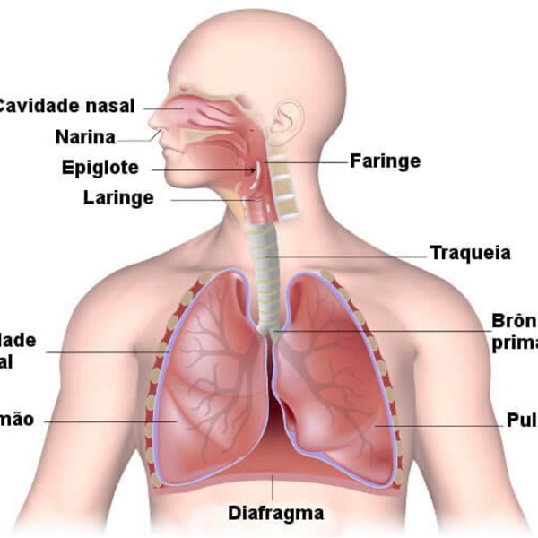 Artwork for Sistema respiratório
