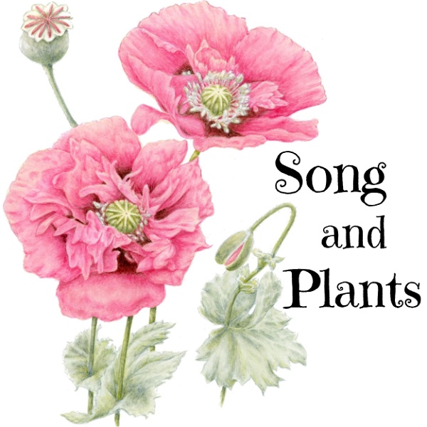 Artwork for Song and Plants
