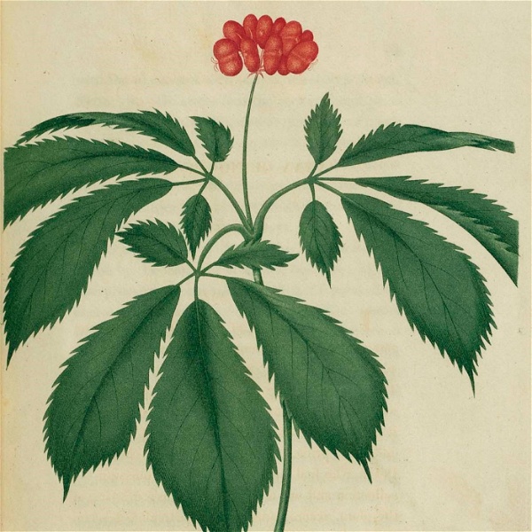 Artwork for Southern Appalachian Herbs