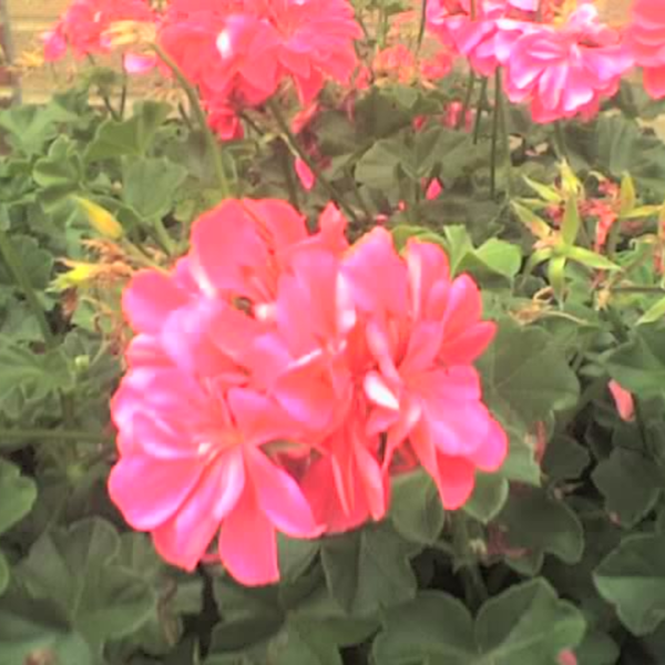 Artwork for Speak Out and Speak up.