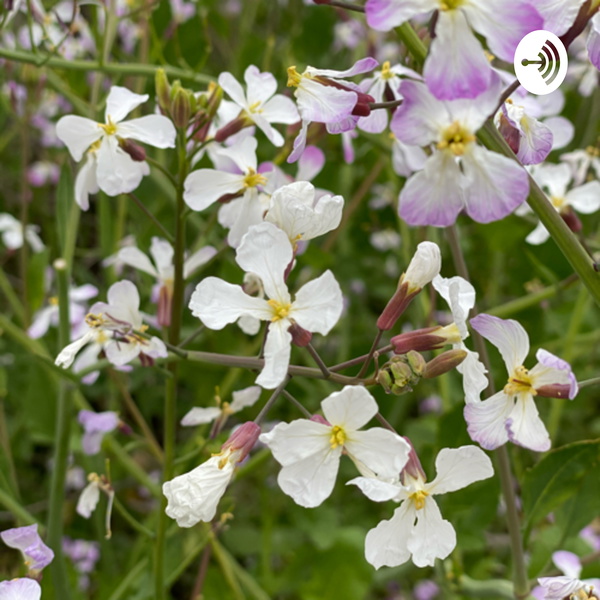 Artwork for stori istich