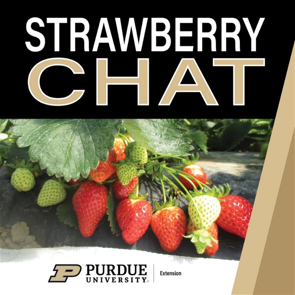 Artwork for Strawberry Chat