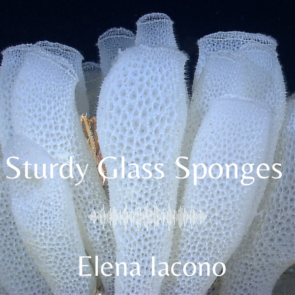 Artwork for Sturdy Glass Sponges