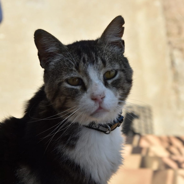 Artwork for SUPER BIG NAME THAT OVERFLOWS BELOW THE LINE