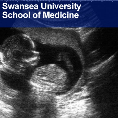 Artwork for Swansea University Medical School: Anatomy and Embryology