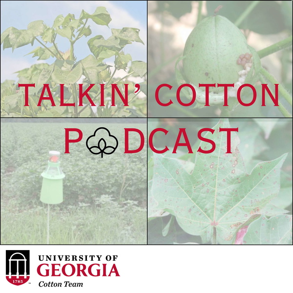 Artwork for Talkin' Cotton Podcast