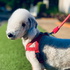 The Bedlington Terrier Podcast