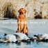 The Bird Dog Podcast