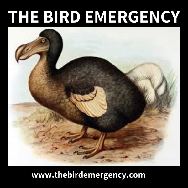 Artwork for The Bird Emergency