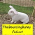 The Bouncing Bunny