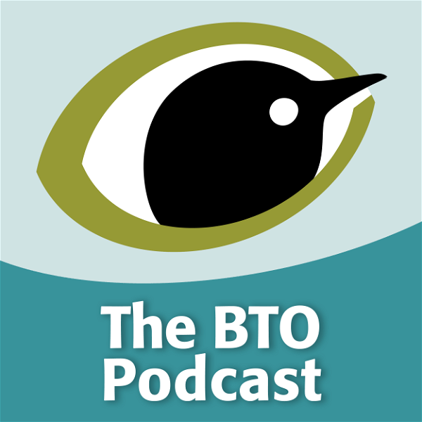 Artwork for The BTO Podcast