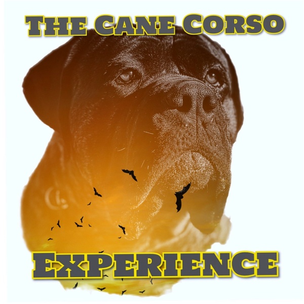 Artwork for The Cane Corso Experience