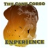 The Cane Corso Experience