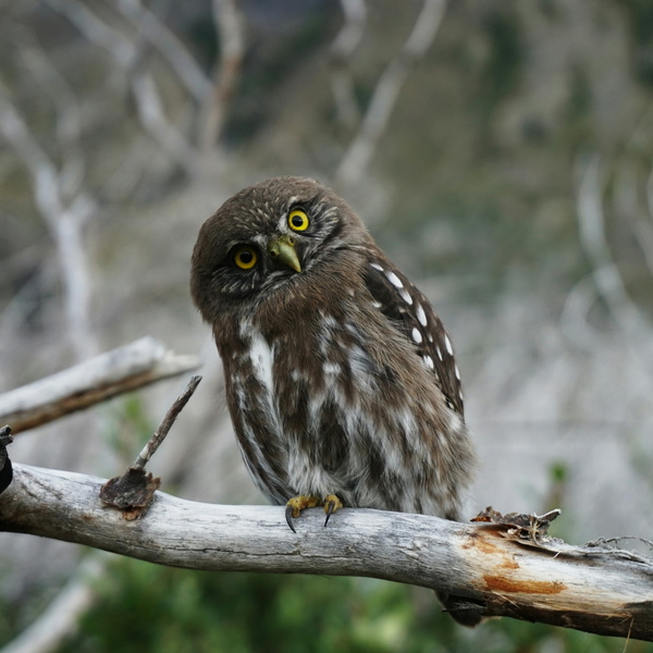 Artwork for The Curiosity Quotient