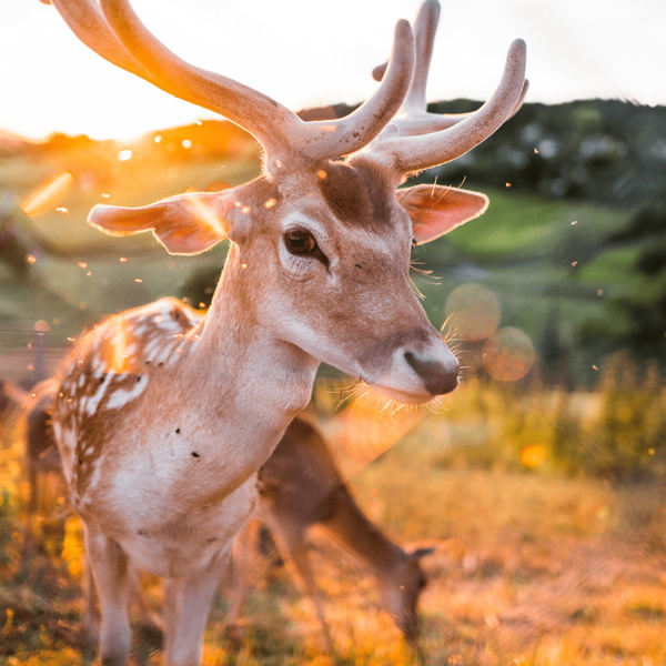 Artwork for The Deer Who Played Truant