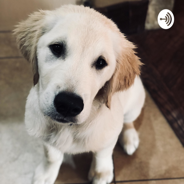 Artwork for The Dog Talk