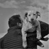 The FetchMasters DogCast