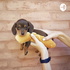 The Hot Dog Bun Dog