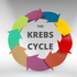 The Krebs Cycle