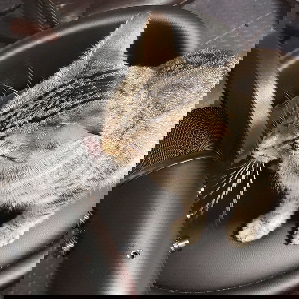 Artwork for The Potatocast