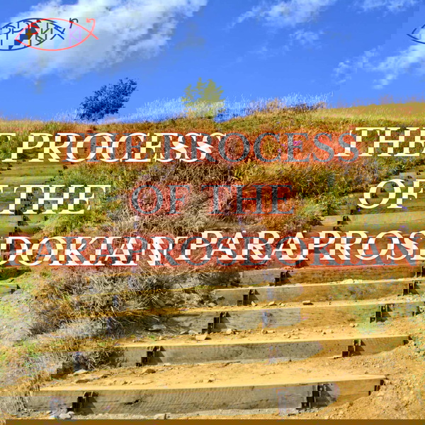 Artwork for The Process of the Paraprosdokian