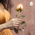 The proud rose