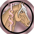 The Star Stable Times