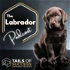 The Tails of Success Podcast - All about Labradors