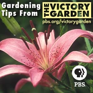 Artwork for The Victory Garden