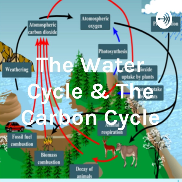 Artwork for The Water Cycle & The Carbon Cycle