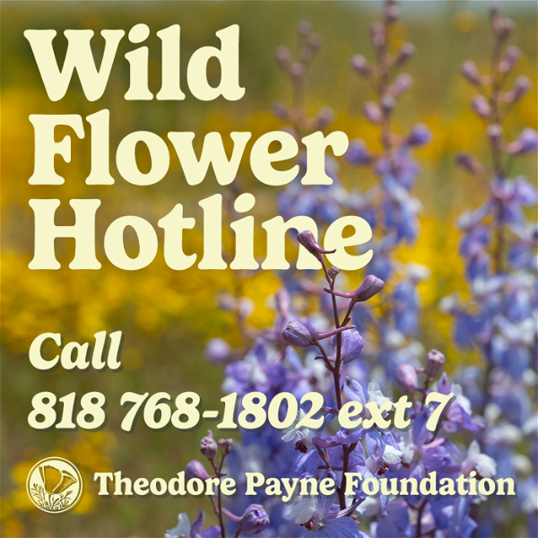 Artwork for Theodore Payne Foundation Wild Flower Hotline