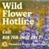 Theodore Payne Foundation Wild Flower Hotline