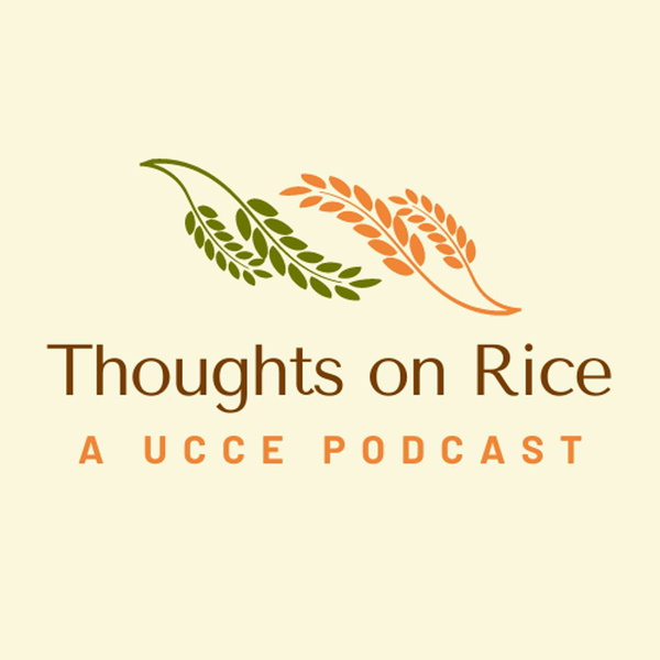 Artwork for Thoughts on Rice