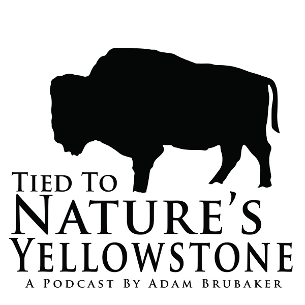 Artwork for Tied To Nature's Yellowstone