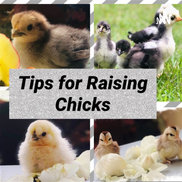 Artwork for Tips for raising chicks