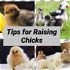 Tips for raising Chicks