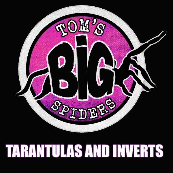Artwork for Tom's Big Spiders