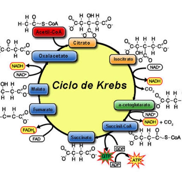 Artwork for Ciclo del ácido cítrico y cadena respiratoria