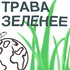 Трава зеленее
