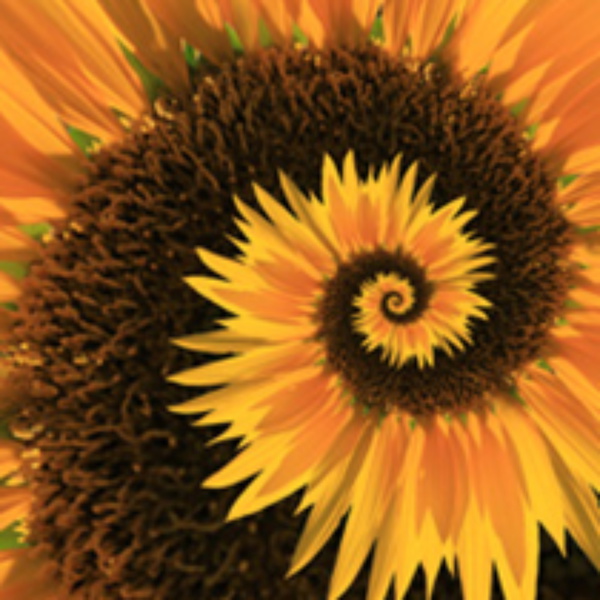 Artwork for Triết học và Tư duy phản biện