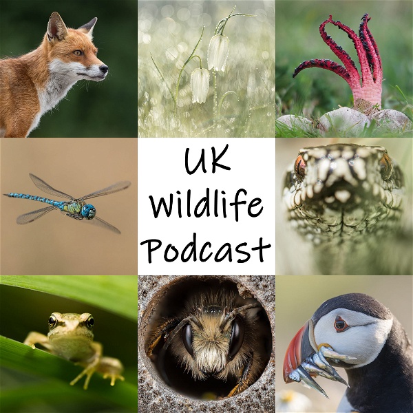 Artwork for UK Wildlife Podcast