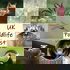 UK Wildlife Podcast