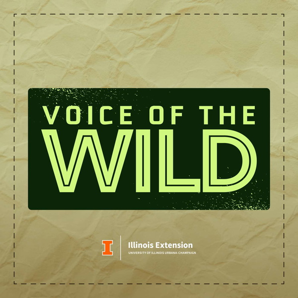Artwork for Voice of the Wild